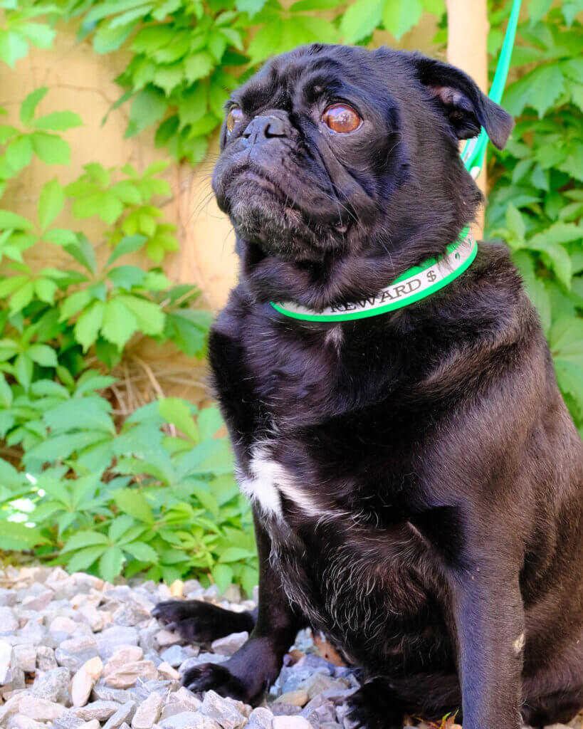 pug reflective dog collar martingale biothane