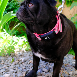 pug reflective fi dog collar biothane pink