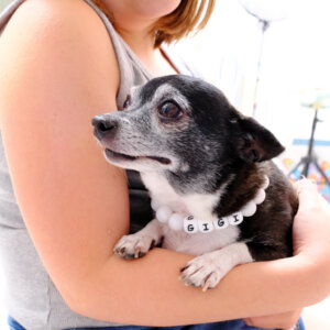 senior dog with pearl necklace gigi