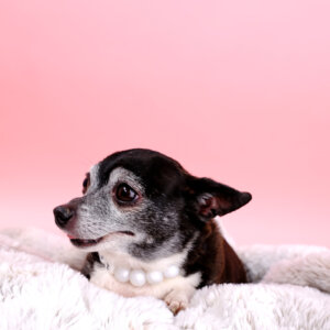 senior teacup dog with pearl necklace gigi