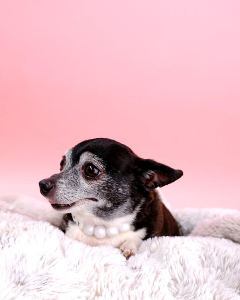 senior teacup dog with pearl necklace gigi