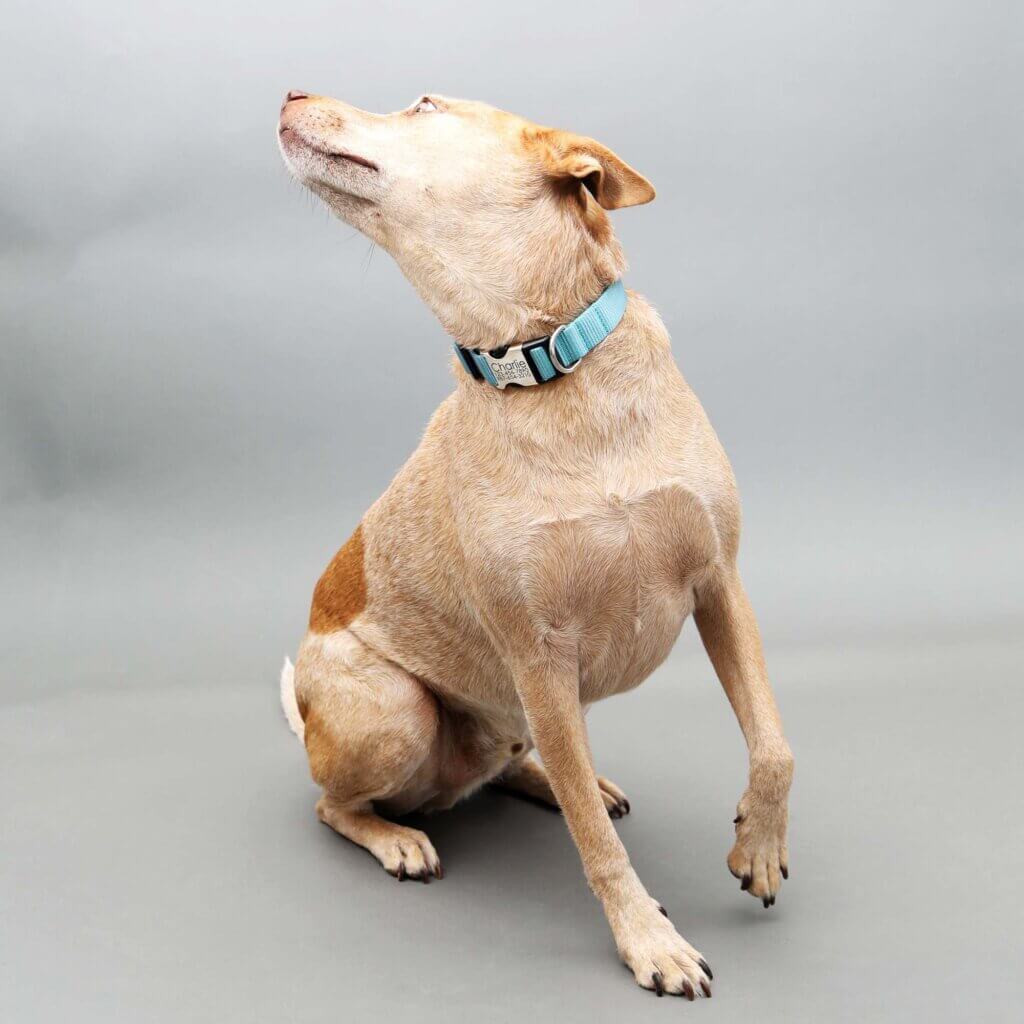 Fox teal nylon collar engraved