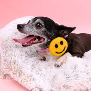 Chihuahua Black Smiley Face dog collar