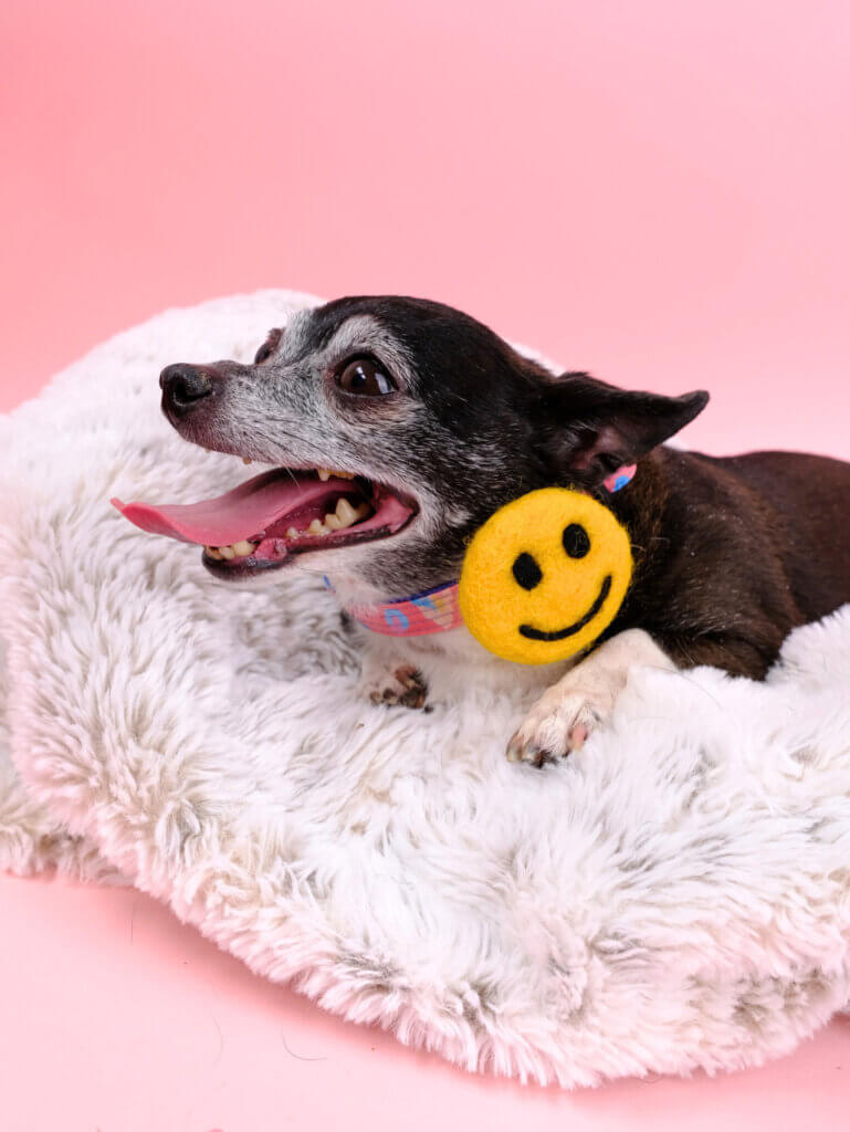 Chihuahua Black Smiley Face dog collar