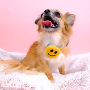 Chihuahua Smiley Face Accessory
