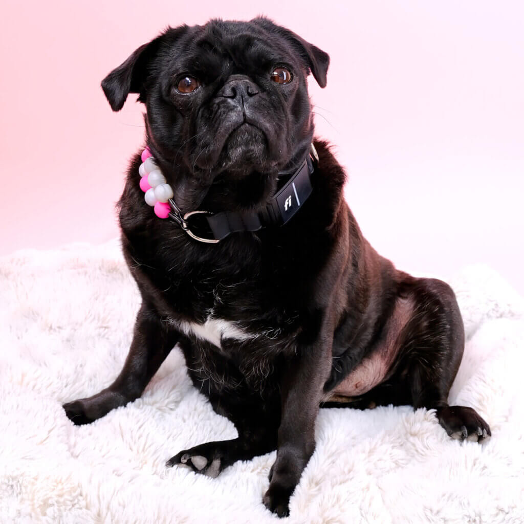 Fi collar pearls pug
