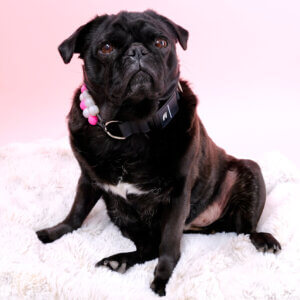 Fi collar pearls pug