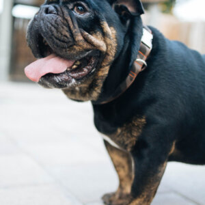 bulldog in camo canvas dog collar handmade in the usa Mimi Green