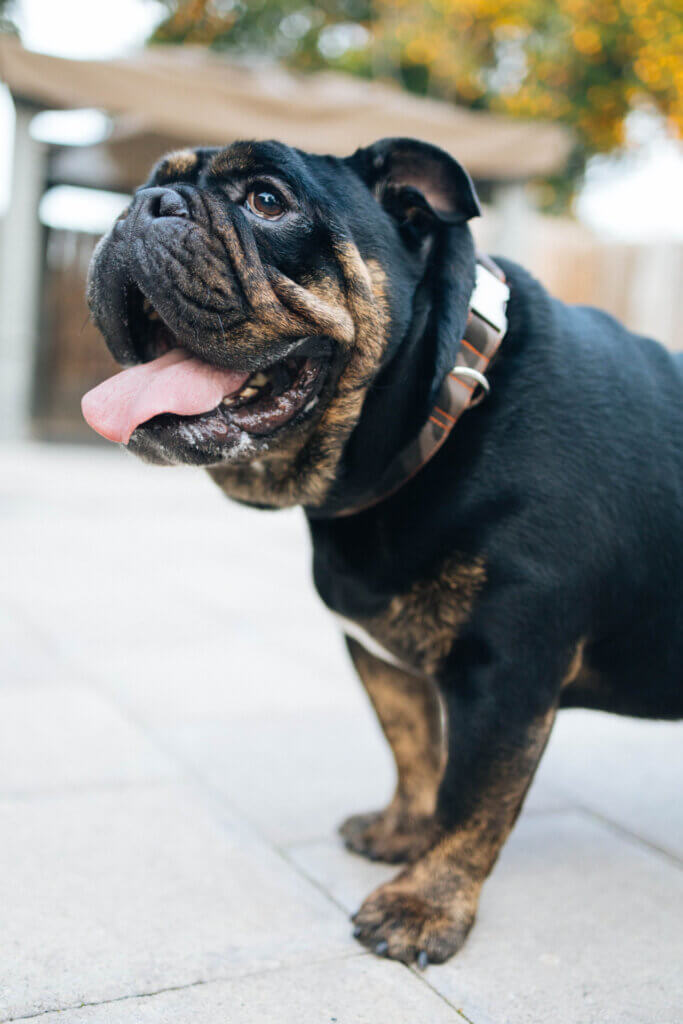 bulldog in camo canvas dog collar handmade in the usa Mimi Green