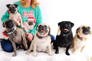 Picture of five pugs in Christmas sweaters