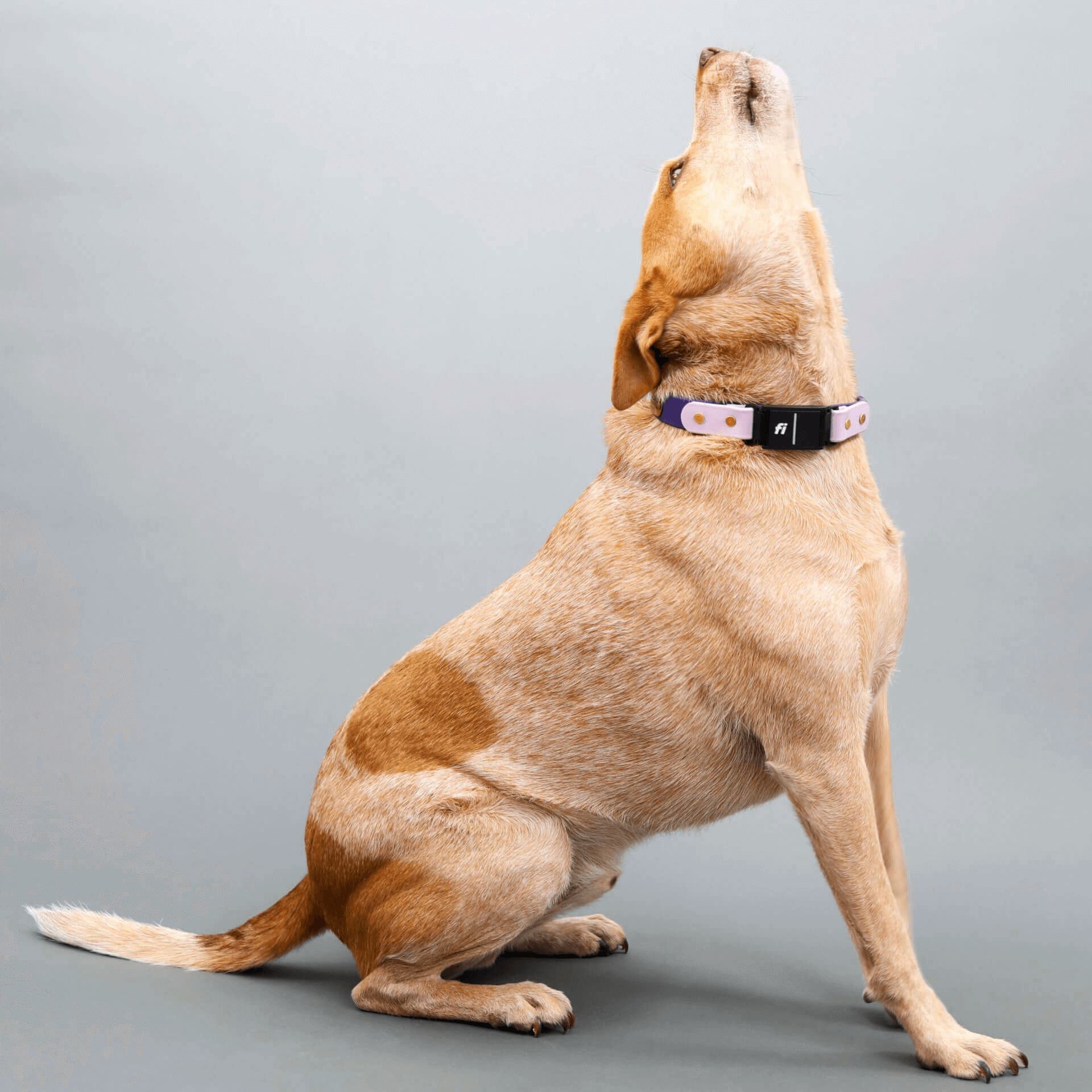 Dog Neck Injury from Collar: Causes & Treatment Tips