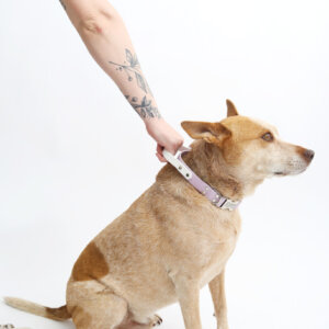 fox in waterproof handle collar