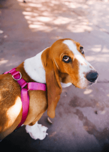 Basset Hound in pink harness