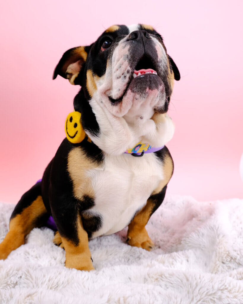 smiley face dog collar bulldog