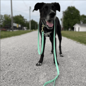 ultimate-guide-leashes-for-dogs-that-pull