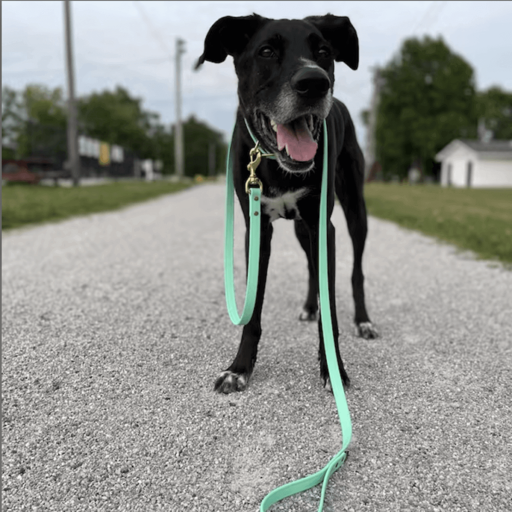 ultimate-guide-leashes-for-dogs-that-pull