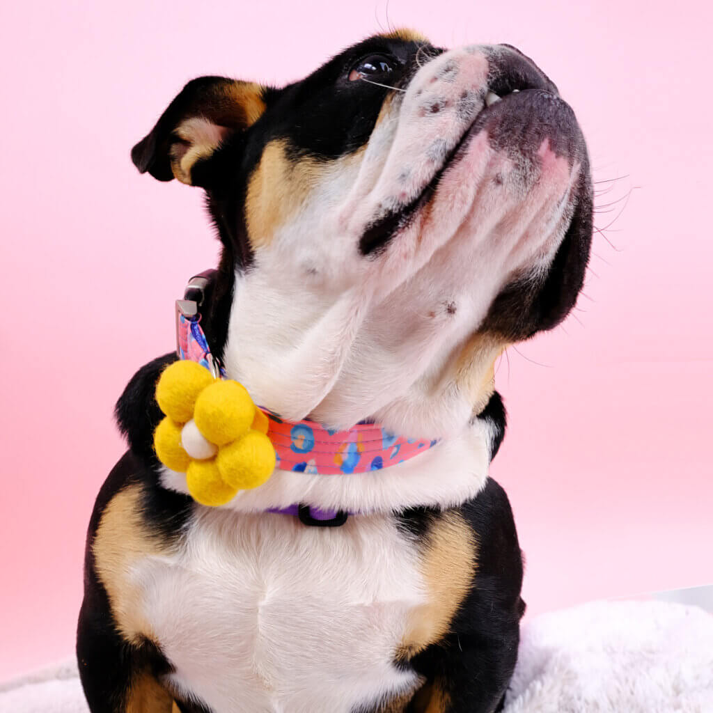 Pink leopard dog collar on bulldog with flower Savannah