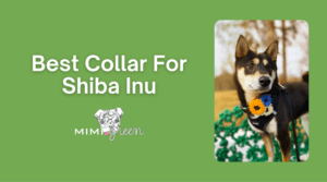 Best collar for a shiba Inu graphic for blog with dog image