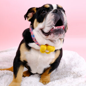 cartoon flower dog collar teddy bulldog