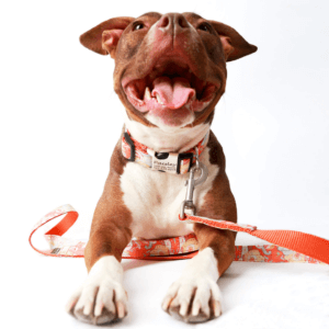 Pittie in orange paisley collar and leash set smiling