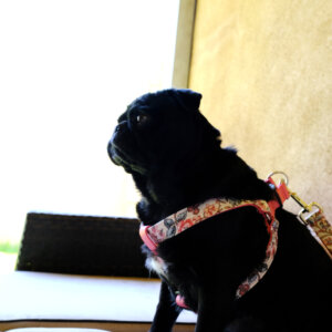 floral dog harness pink step in on pug emma