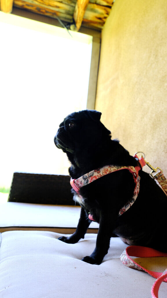 floral dog harness pink step in on pug emma