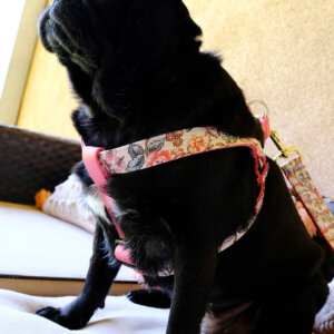 floral dog harness pink step in on pug emma