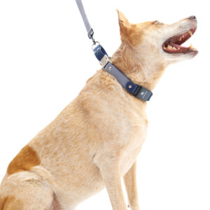 heeler in waterproof fi martingale loop collar