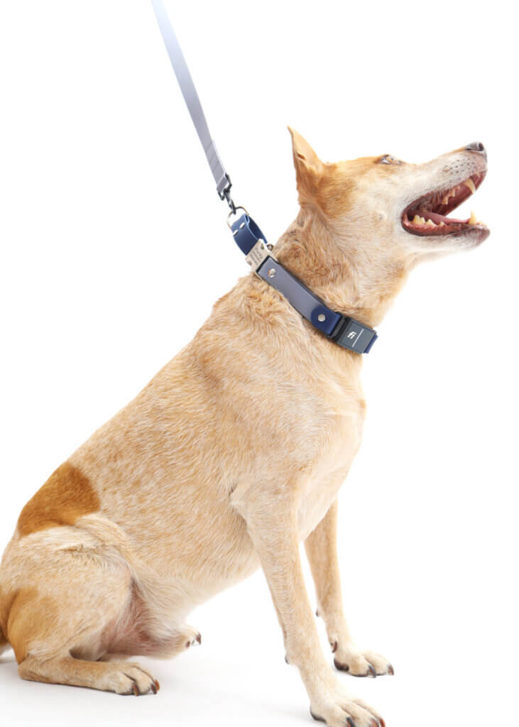 heeler in waterproof fi martingale loop collar
