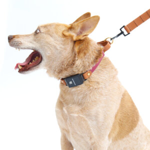 fox in waterproof fi martingale loop collar
