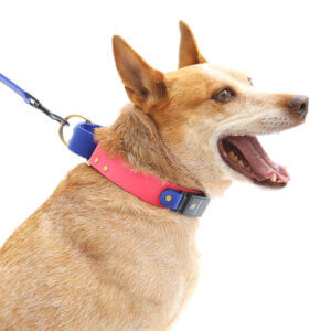 fox in wide waterproof fi martingale loop collar