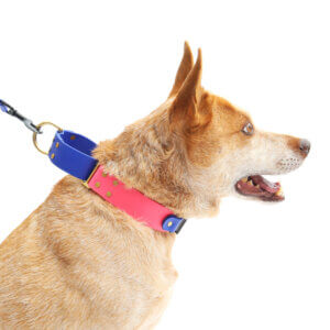 fox in wide waterproof fi martingale loop collar