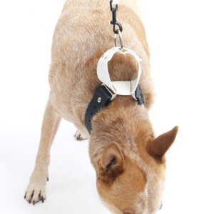 fox in wide waterproof martingale loop collar