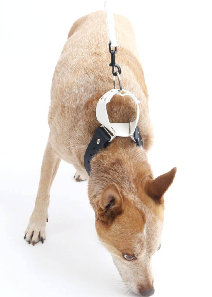 fox in wide waterproof martingale loop collar