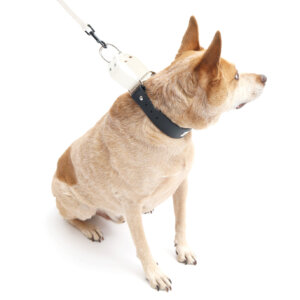 fox in wide waterproof martingale loop collar