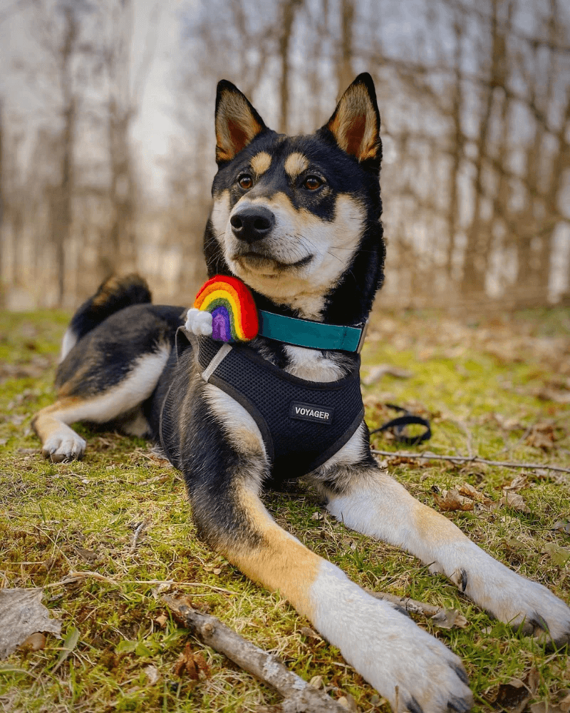 shiba in velvet fi collar