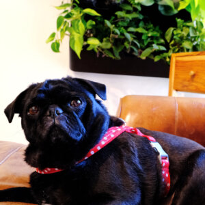 minnie laminated dog harness custom pug