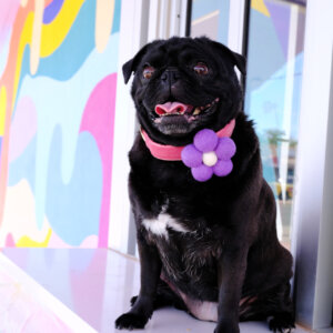 pug in cartoon bubble collar flower