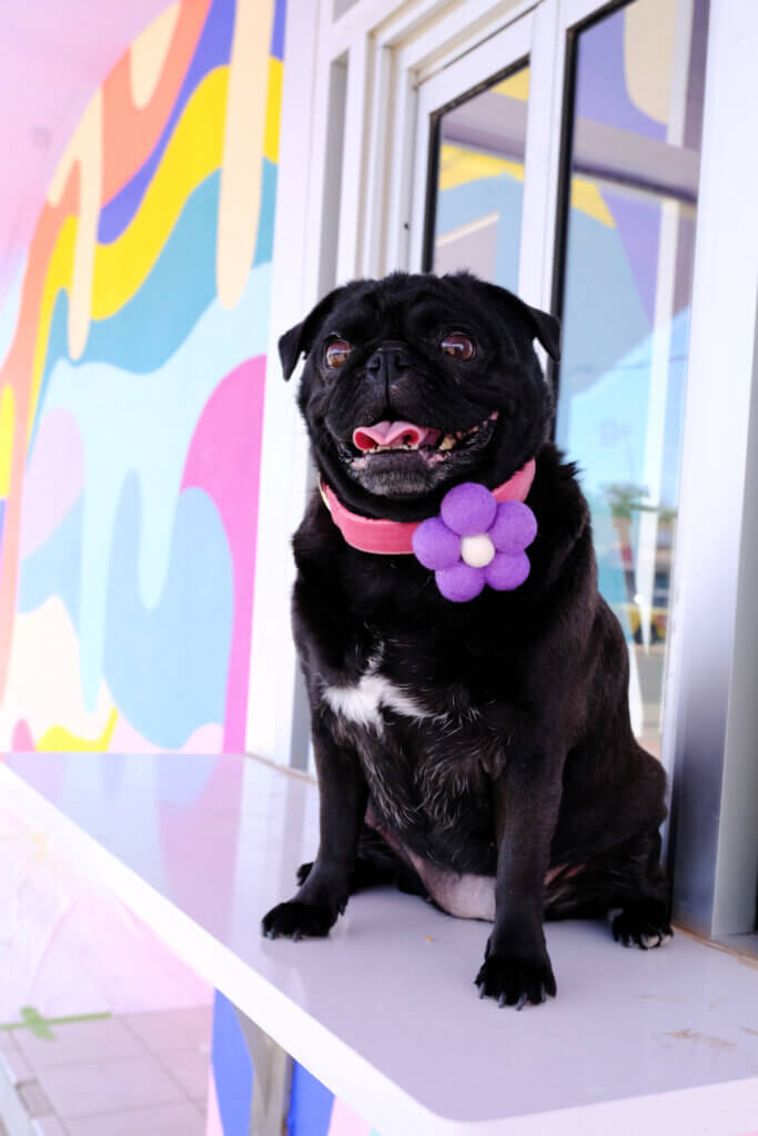 pug in cartoon bubble collar flower