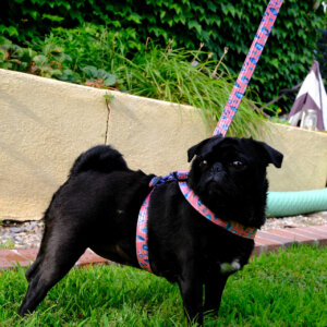 pug leopard dog harness pink feminine savannah