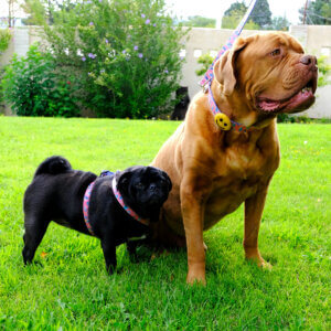 pug leopard dog harness savannah