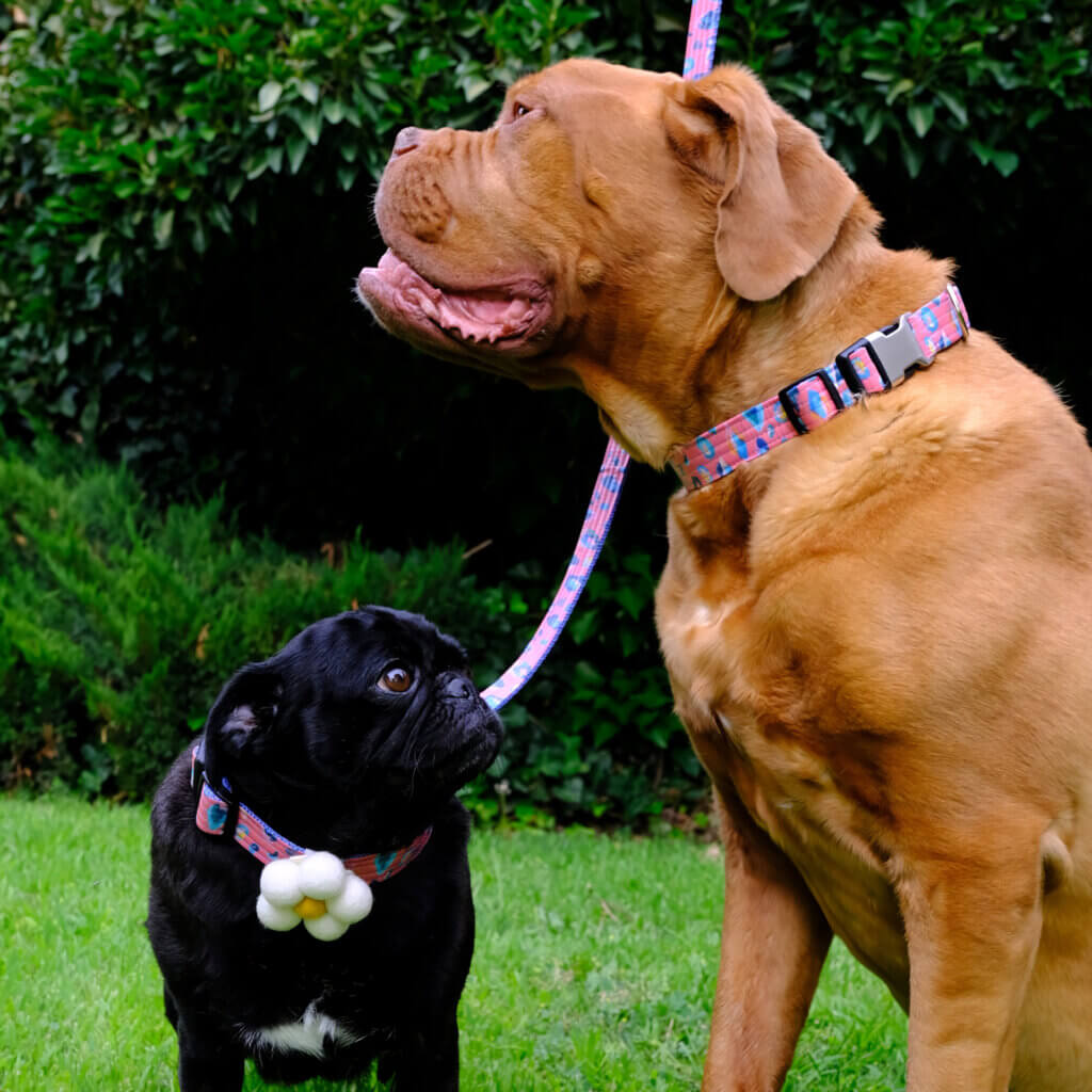 pug mastiff lepoard dog collars savannah square