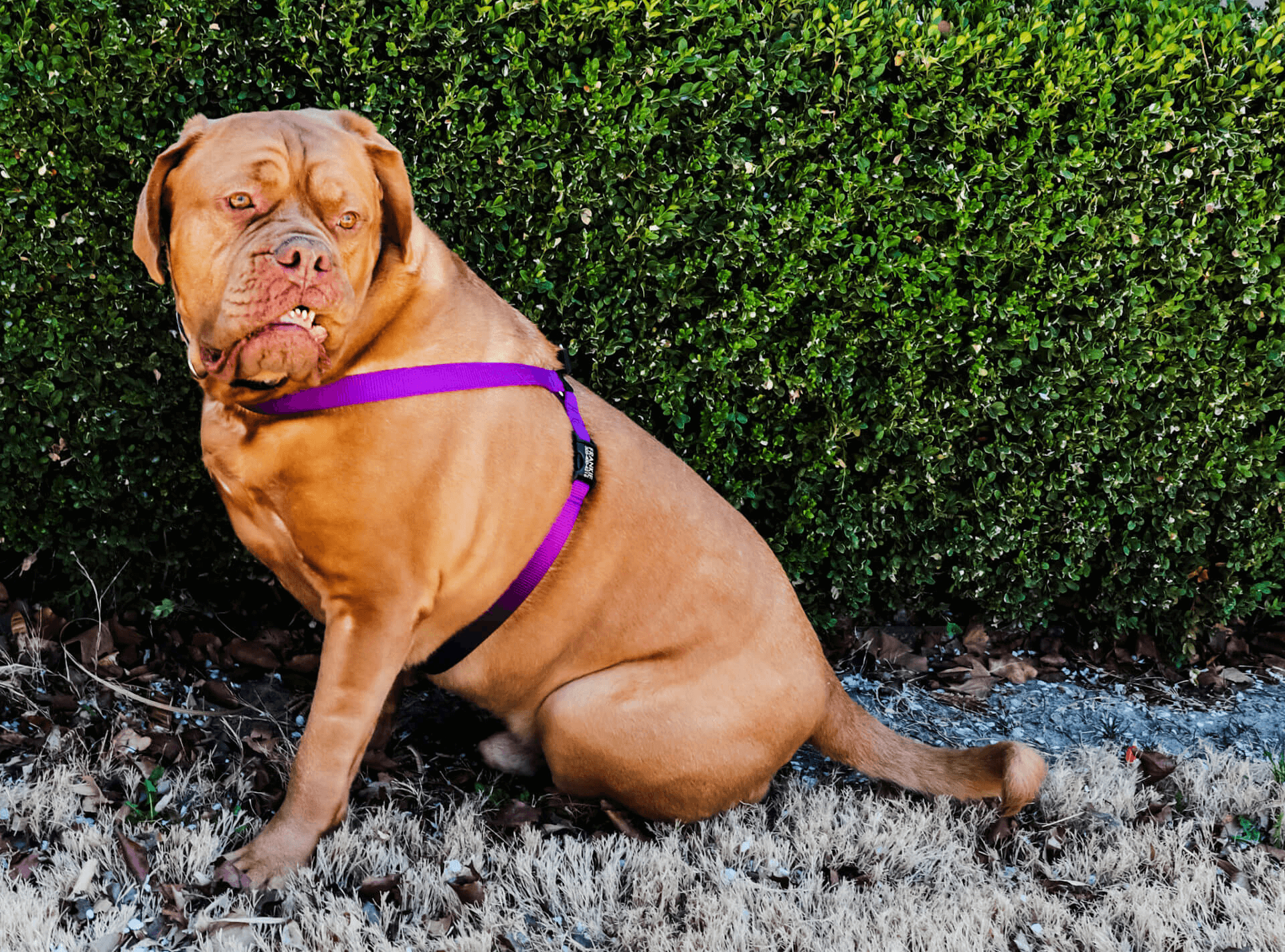 male masturbating positions EDUCATOR By E-Collar Technologies 3/4 Mile Range Waterproof Dog Training  Collar, 1 collar