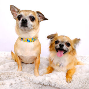 Savannah yellow laminated leopard dog collar chi