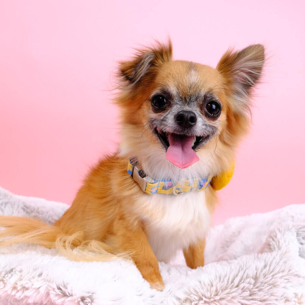 Savannah yellow leopard laminated dog collar nugget