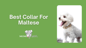 Best Collar for Maltese