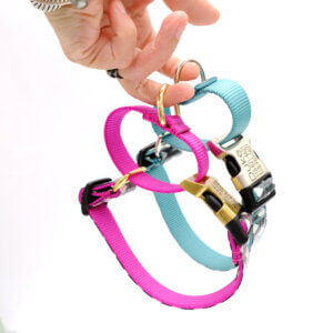 martingale dog collar loop north laminated