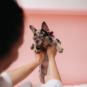 Frenchie puppy in velvet bow collar set