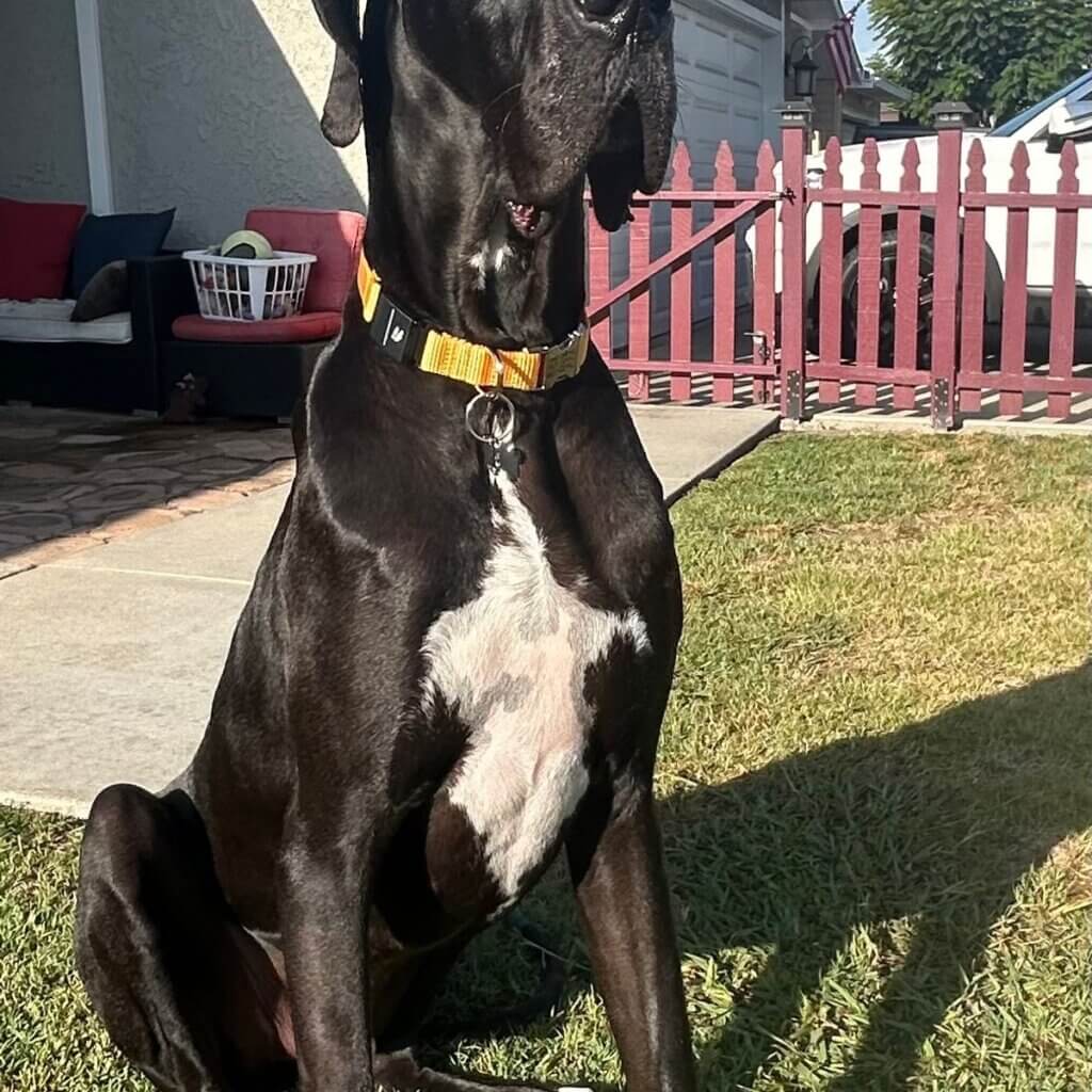 Image #1 from Melody