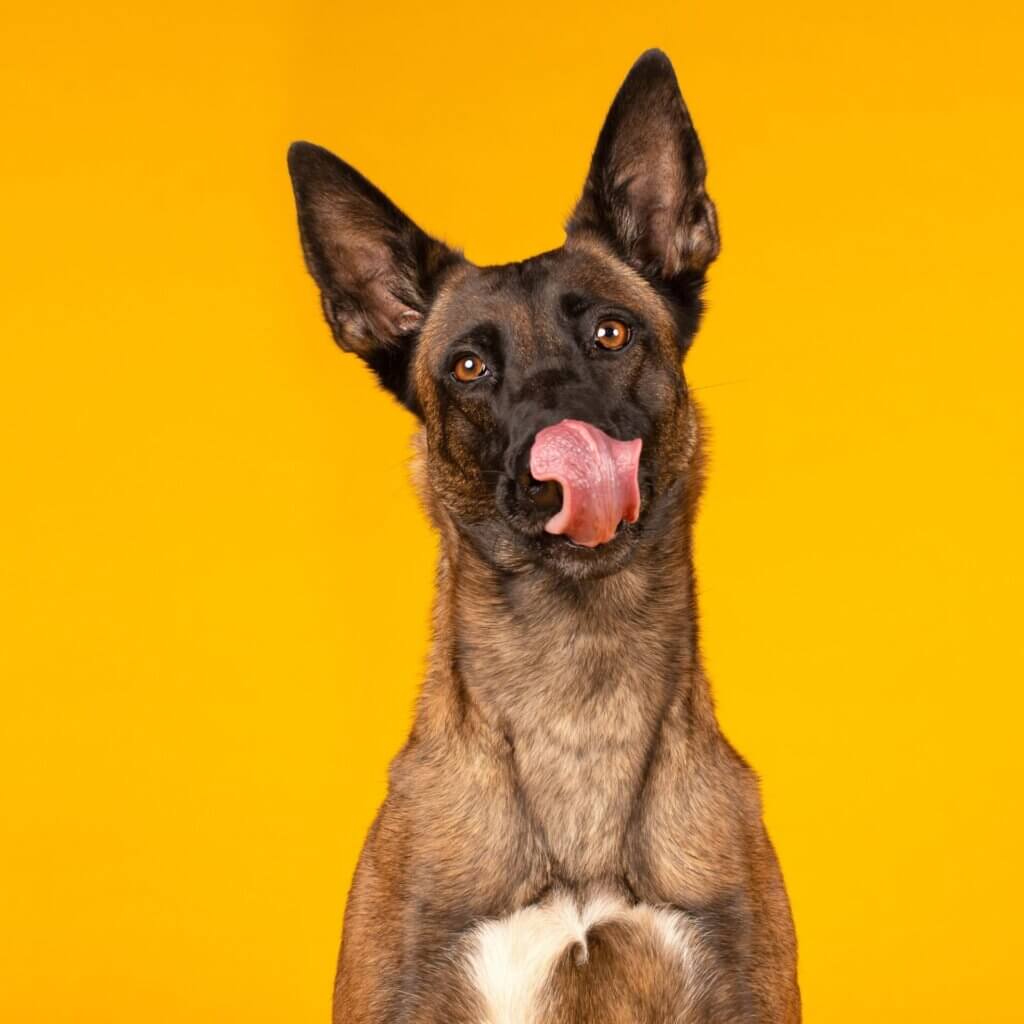 Best Belgian Malinois Collars Mimi Green